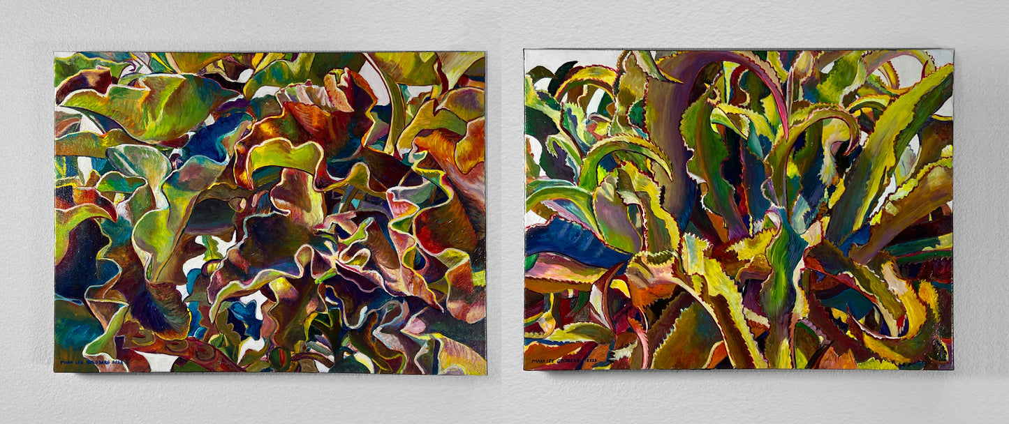 Agave Gypsophila & Felt Leaf Kalanchoe Diptych